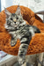 Relaxed Maine Coon cat lounging, perfect for the Pandora Maine Coon Kitten product