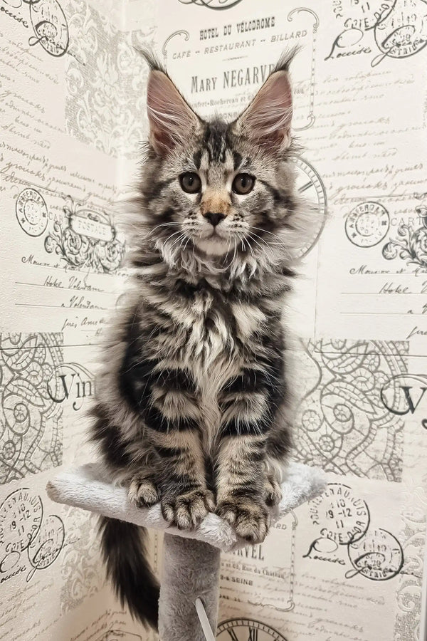 Silver Tabby Maine Coon Kitten named Pandora for adorable feline lovers