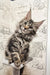 Adorable Tabby Maine Coon kitten from the Pandora collection, ready for a loving home