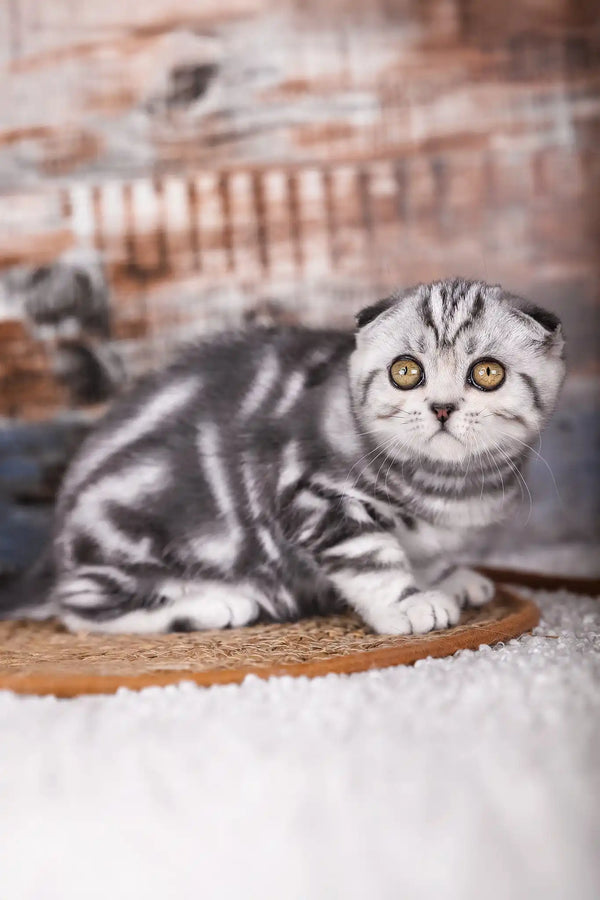 Pandora | scottish fold kitten