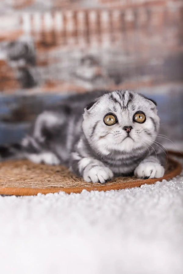 Pandora | scottish fold kitten