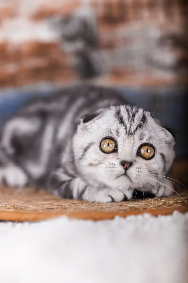Pandora | scottish fold kitten
