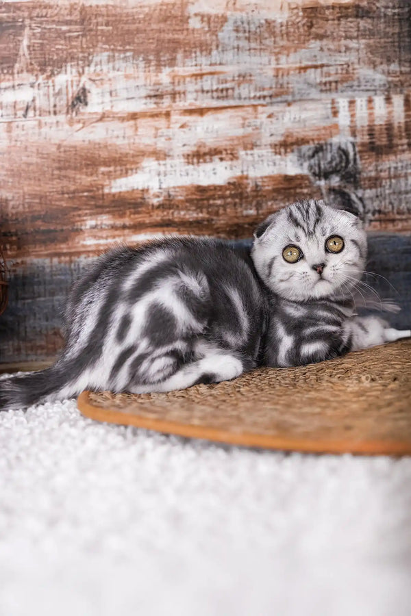 Pandora | scottish fold kitten