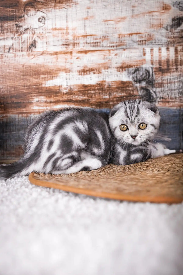 Pandora | scottish fold kitten