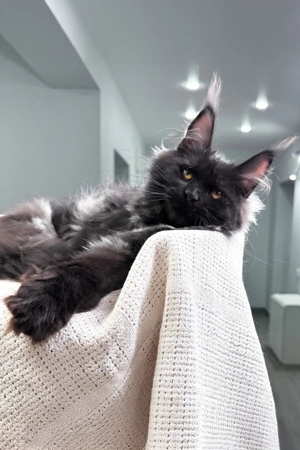 Panthera | maine coon kitten