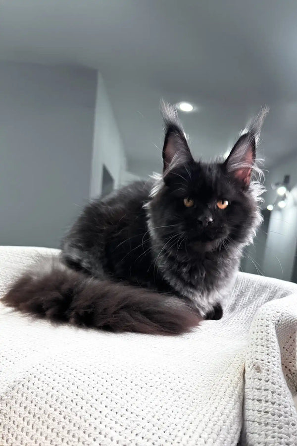 Panthera | maine coon kitten