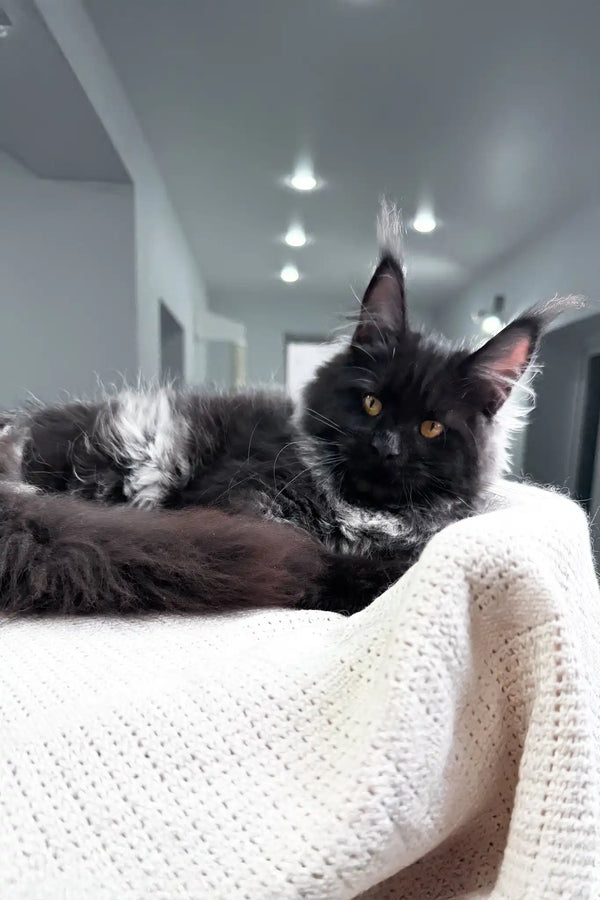 Panthera | maine coon kitten