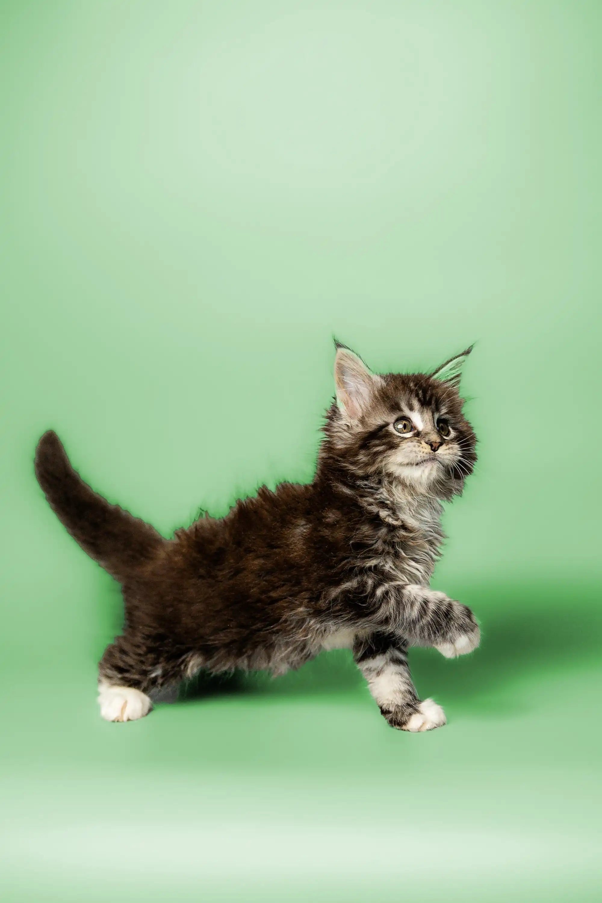 Maine Coon Kittens for Sale Paolo | Kitten