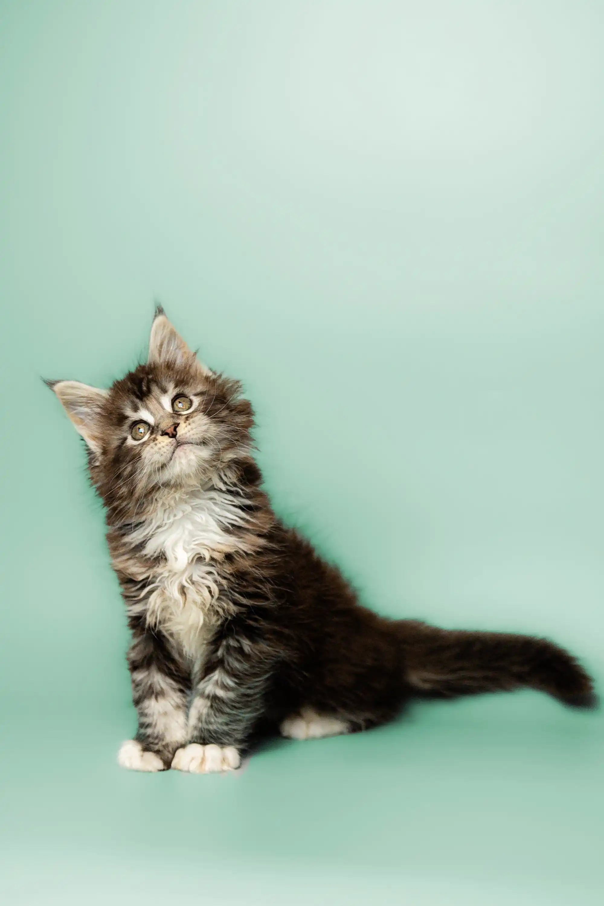 Maine Coon Kittens for Sale Paolo | Kitten