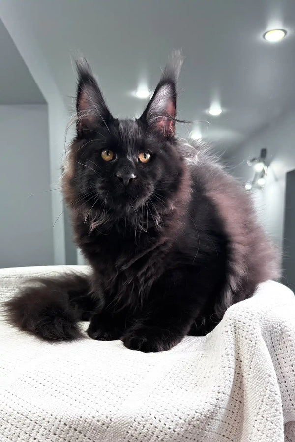 Paradiso | maine coon kitten