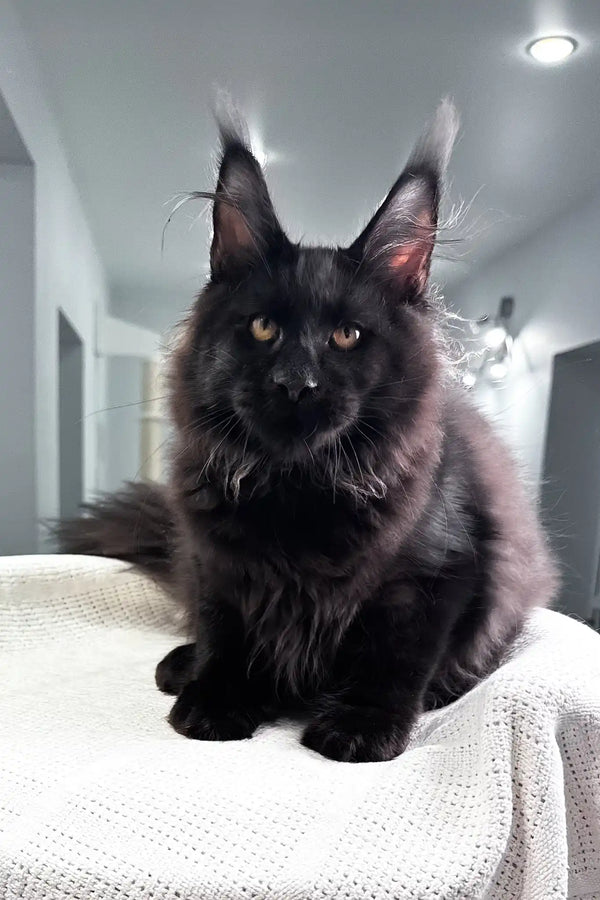 Paradiso | maine coon kitten