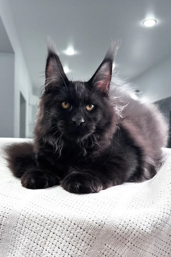 Paradiso | maine coon kitten