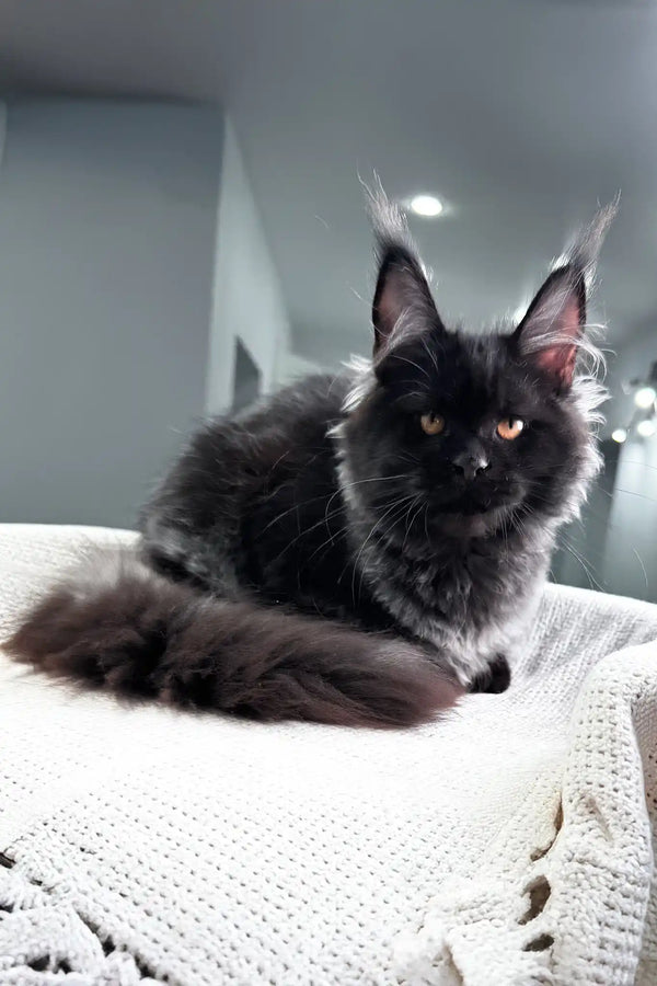 Paradiso | maine coon kitten