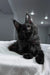 Paradiso | maine coon kitten