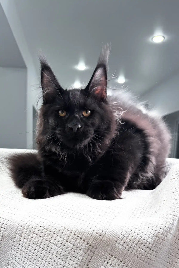 Paradiso | maine coon kitten