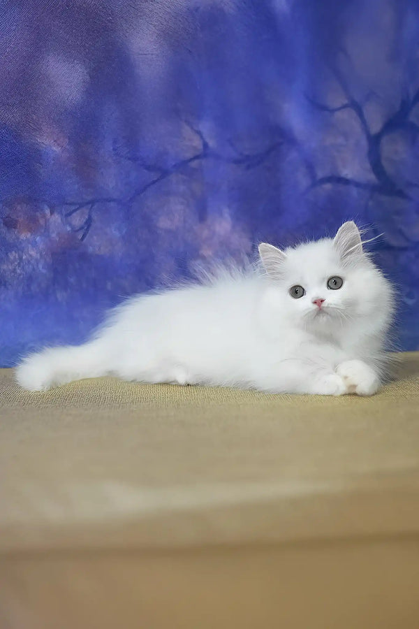 Nemis tilida jinsiy iboralar