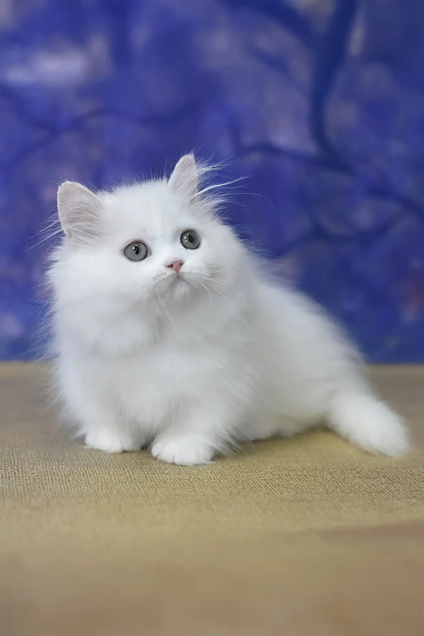 Parin | munchkin kitten