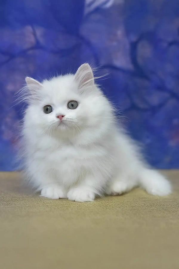 Parin | munchkin kitten