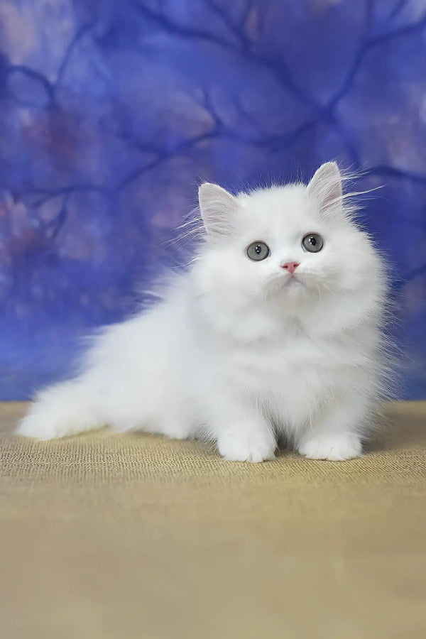 Parin | munchkin kitten