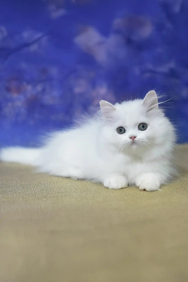 Parin | munchkin kitten