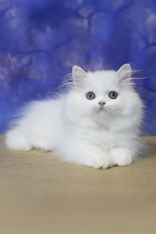 Parin | munchkin kitten