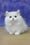 Parin | Munchkin Kitten