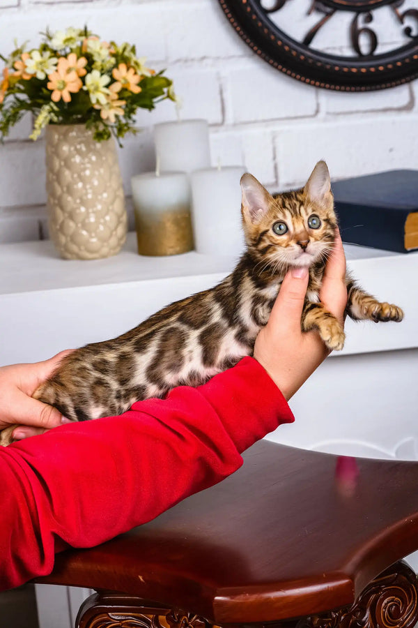 Paris | bengal kitten