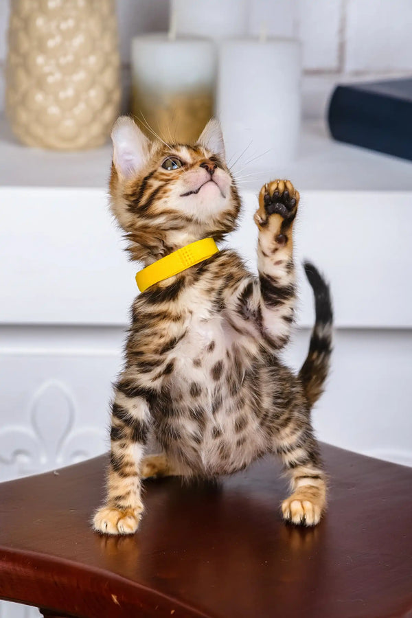 Paris | bengal kitten
