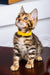 Paris | bengal kitten