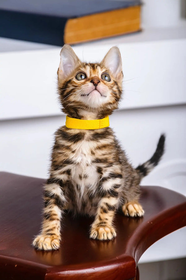 Paris | bengal kitten