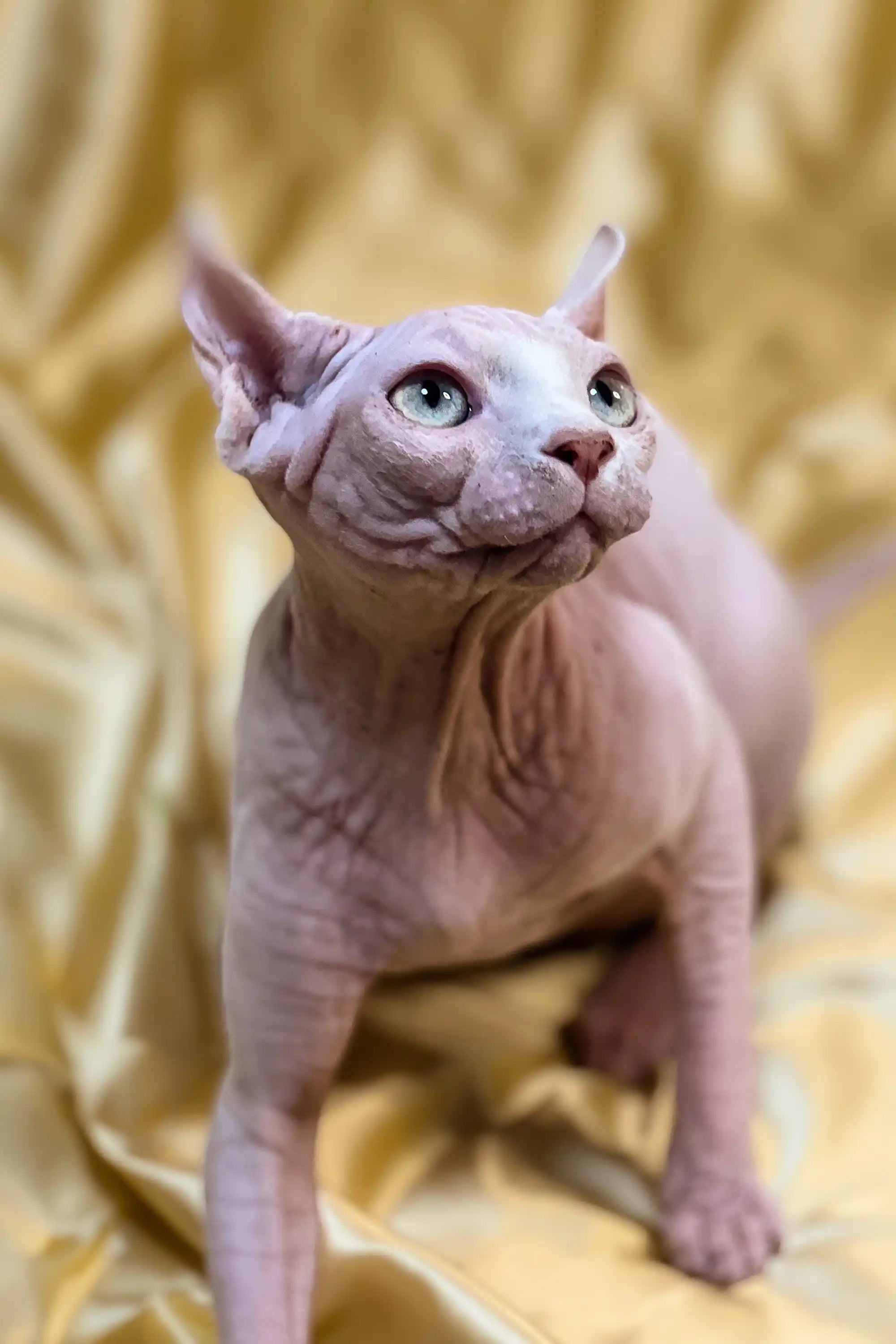 Hairless Sphynx Kittens for Sale Paris | Elf Kitten