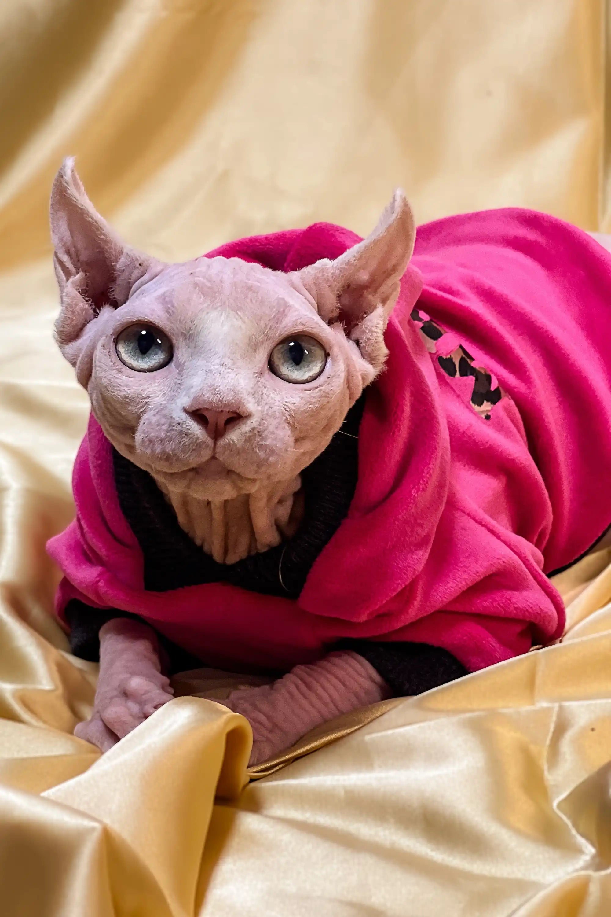 Hairless Sphynx Kittens for Sale Paris | Elf Kitten
