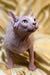 Adorable Hairless Sphynx cat, the perfect Female Elf Kitten named Paris with big ears