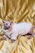 Hairless cat in a fluffy white sweater, perfect for the charming female elf kitten look