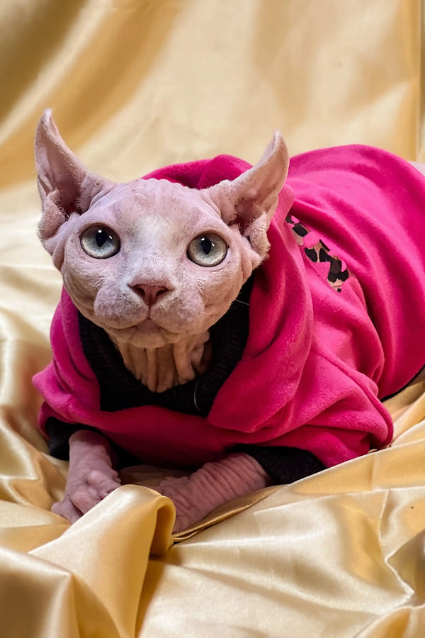 Hairless Elf Kitten in a cute bright pink hoodie, perfect for charming female elves