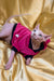 Hairless cat in a red and black outfit, perfect for your charming female elf kitten