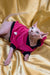 Hairless Elf Kitten in a cute red and black outfit, perfect for a charming look