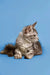 Gray tabby Maine Coon kitten with an alert look, perfect for your new pet