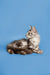 Long-haired tabby Maine Coon kitten sitting sideways, showcasing its adorable features