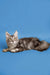 Gray Tabby Maine Coon Kitten with tufted ears lying down, perfect for any cat lover