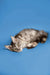 Gray tabby cat lying on its side, showcasing the adorable Maine Coon kitten vibe