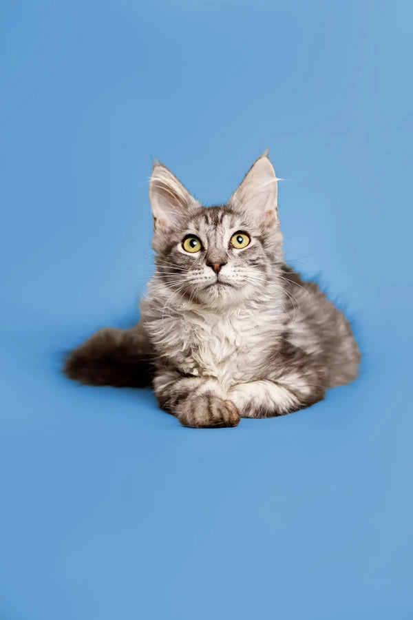 Gray Tabby cat with alert eyes lounging, a perfect Maine Coon kitten companion