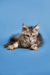 Gray and white Maine Coon kitten lying down with an alert expression