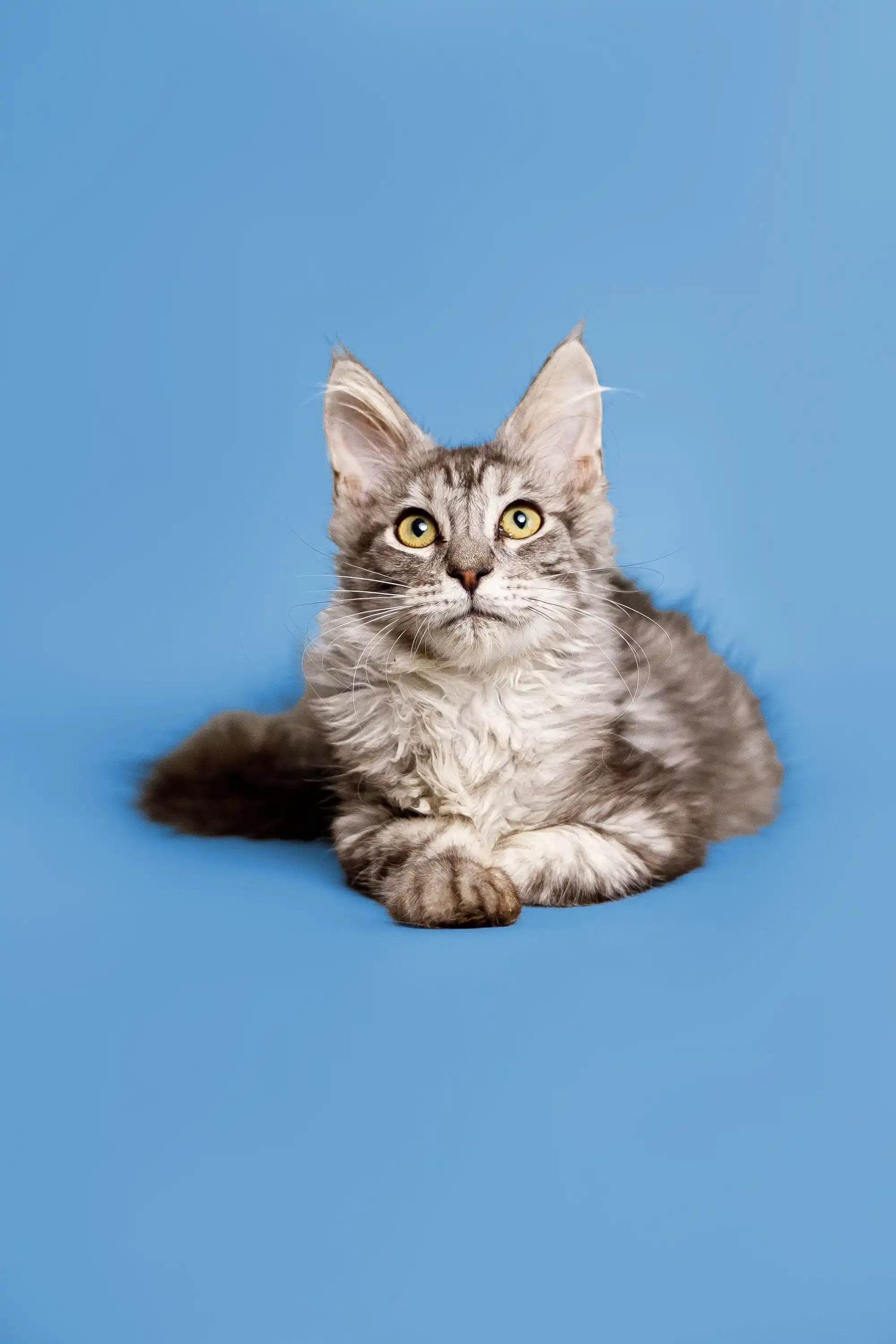 Maine Coon Kittens for Sale Paris | Kitten