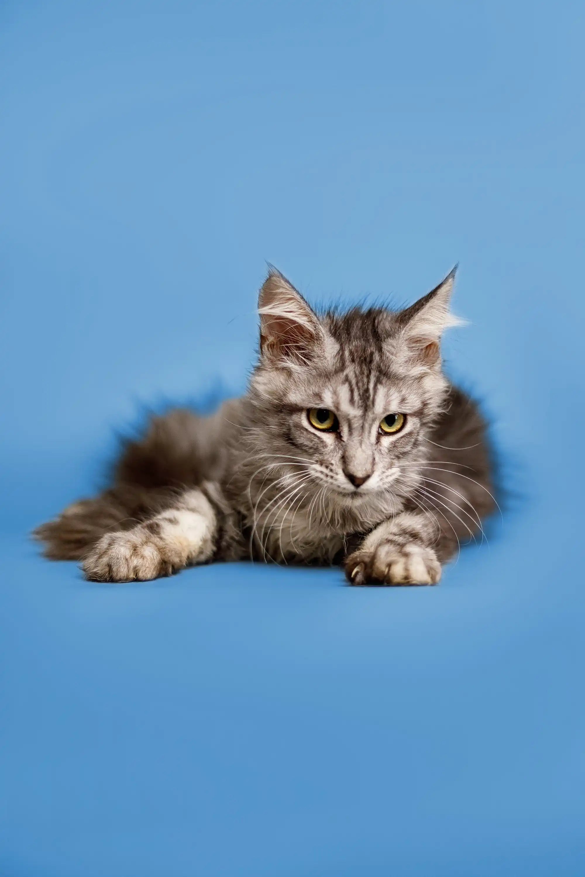 Maine Coon Kittens for Sale Paris | Kitten