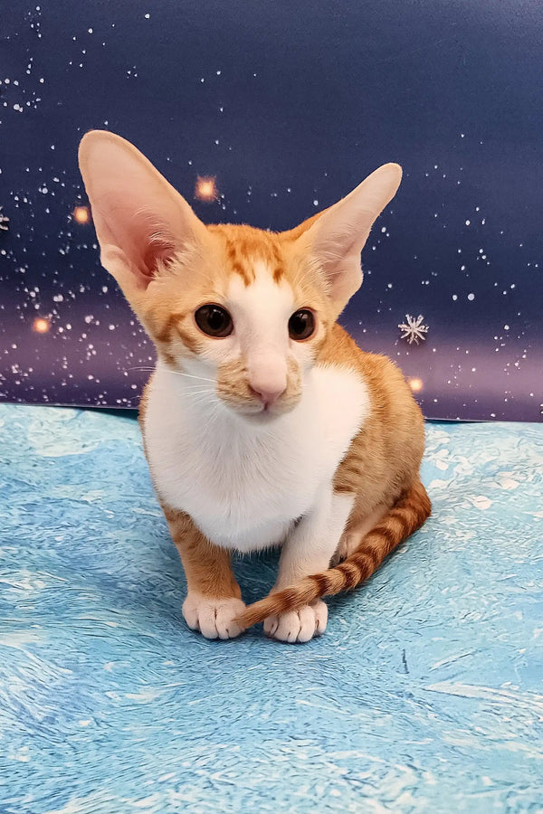 Orange and white Oriental Shorthair kitten with big ears in Parris product