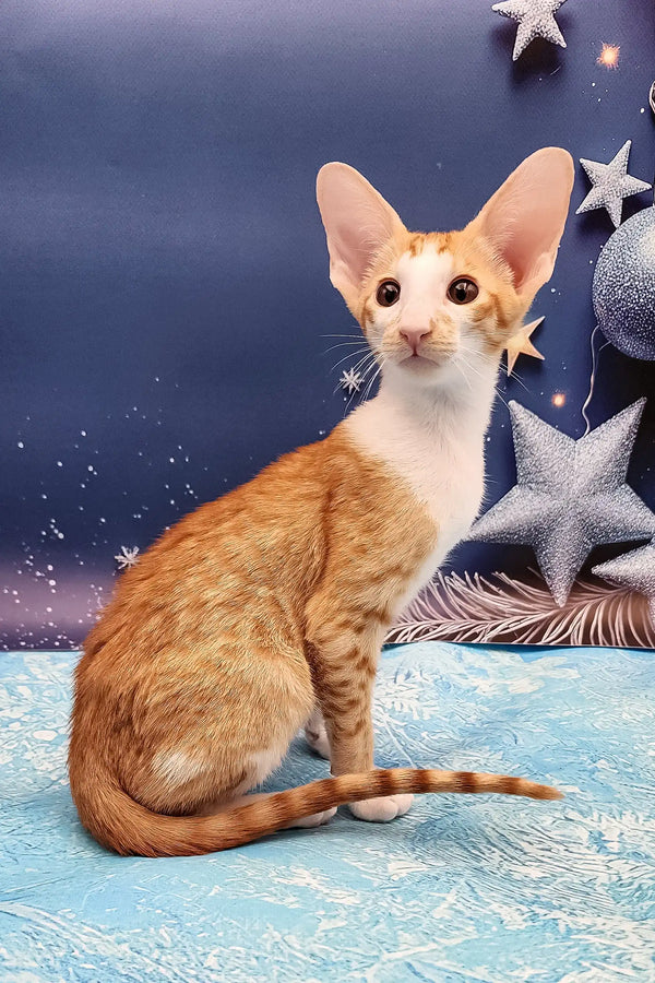Orange and white Oriental Shorthair kitten Parris with big ears looking cute