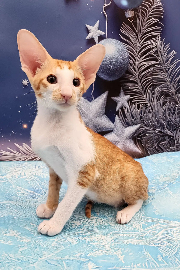 Orange and white Oriental Shorthair kitten Parris with big ears looking adorable