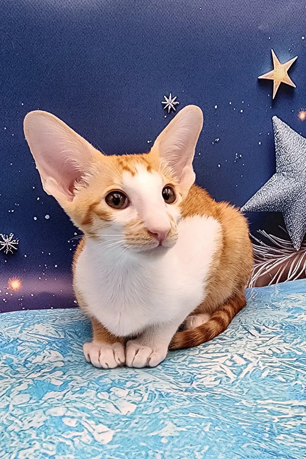 Orange and white Oriental Shorthair kitten with big ears looking cute to the side