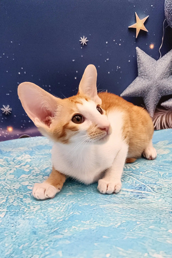 Orange and white Parris Oriental Shorthair kitten lounging with perked ears